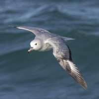 Southern Fulmar